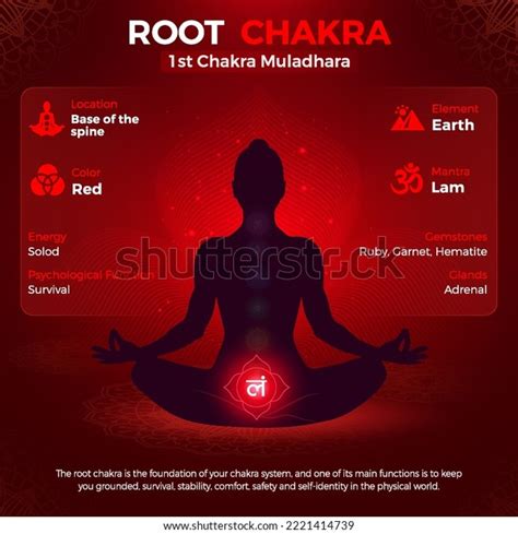 Root Chakra Muladhara Symbol Location Position Stock Vector Royalty