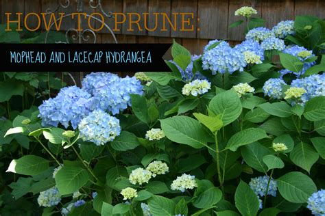 How to Prune Hydrangeas (Video Tutorial) ⋆ North Coast Gardening