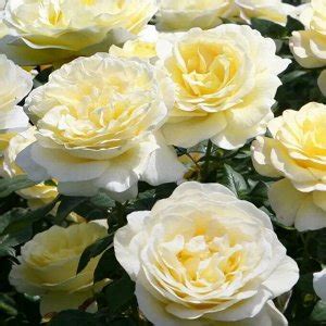 Роза почвопокровная Нина Поулсен | Розы почвопокровные. Садовые розы с ...