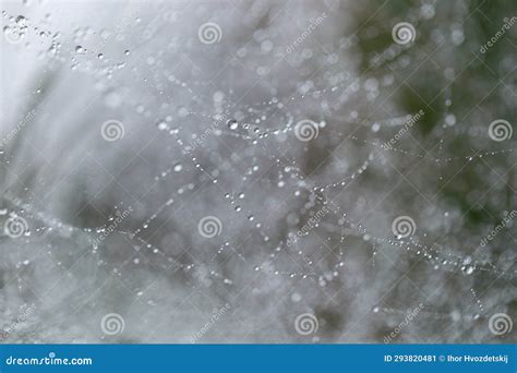 Dew Drops On Web Threads Natural Abstraction Backgrounds Textures