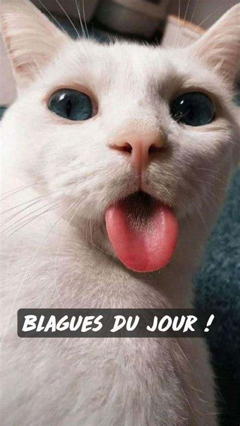 Blagues Du Jour 🤭🤣🤣 En 2022 Blague Du Jour Humour Du Matin Blague