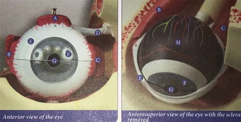 Anterior View Of The Eye Diagram Quizlet