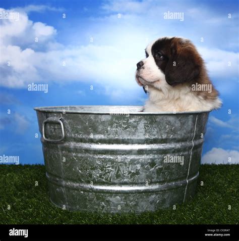 Adorable Saint Bernard Purebred Puppy Stock Photo Alamy