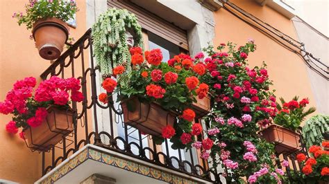 Balcon Quelles Plantes Choisir Pour Le D Corer