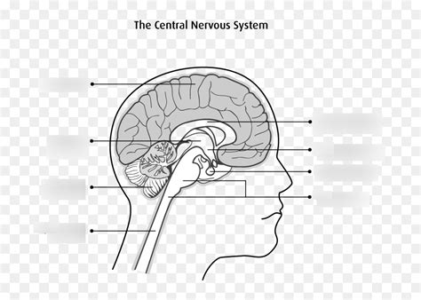 CNS - positions and structures Diagram | Quizlet