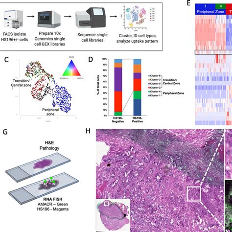 Single Cell Rna Sequencing And Confocal Microscopy Of Prostate Cancer Download Scientific