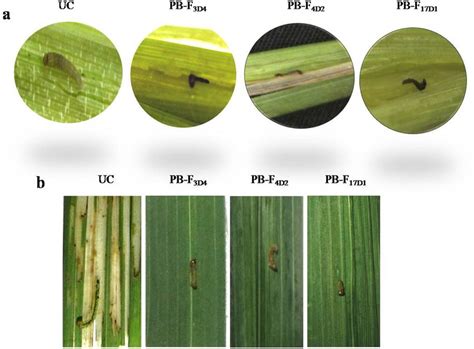 Bio Assay Of Transgenic Rice Plants Against Yellow Stem Borer And Leaf Download Scientific