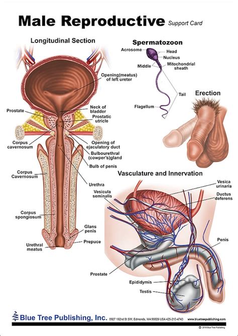 Anatomy Of The Male Reproductive System Laminated Wall Chart With