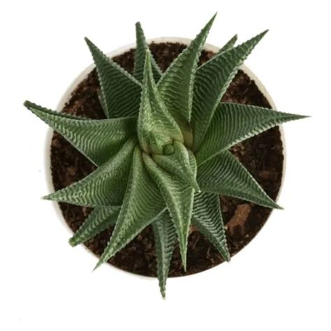 Buy Aloe Vera Star Indoor Succulent Plant 1pc Rs 99 Sale Online India