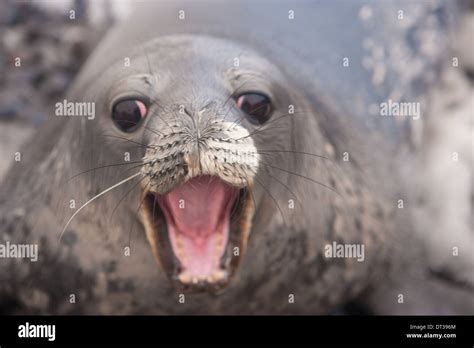 Weddell seal pup, Antarctica Stock Photo - Alamy