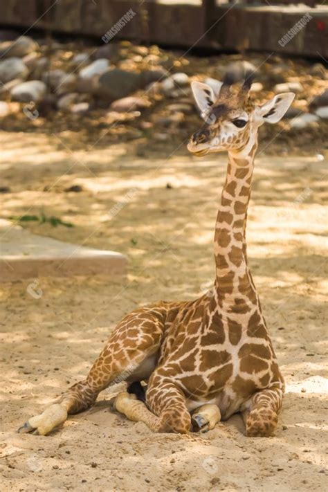 Baby Giraffe at Houston Zoo - carlsonstock