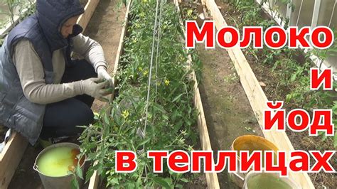 Обработка томатов, перцев, баклажанов МОЛОКОМ с ЙОДОМ в теплицах ...