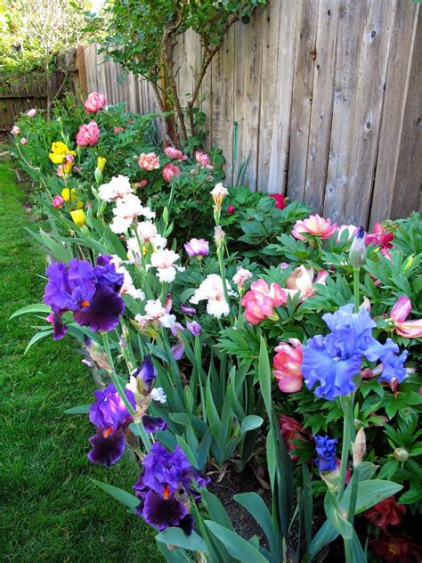 Iris Garden Design Ideas You Cannot Miss Sharonsable