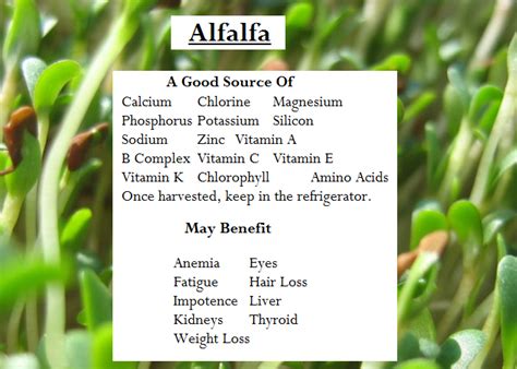 Eating My Way To Better Health Alfalfa Benefits