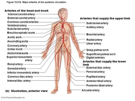 Blood Vessels Flashcards Easy Notecards