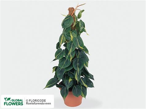 Фото Филодендрон "Scandens Brasil" | Global Flowers