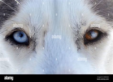 Husky with brown and blue eyes hi-res stock photography and images - Alamy