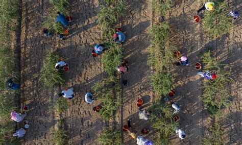 Chine R Colte Des Baies De Goji Au Ningxia Xinhua French News Cn