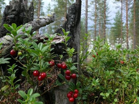 Горски плодове, име и снимка, ядливи и отровни растения