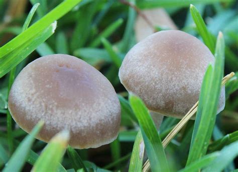 Shroomery Panaeolus Cinctulus