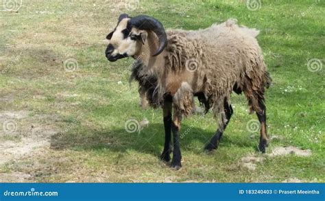 One Fuzzy Sheep stock image. Image of floor, live, buding - 183240403