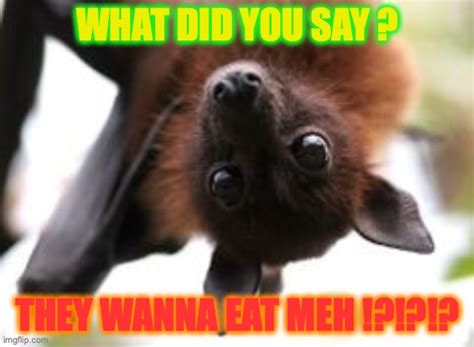 Bat Birthday Imgflip