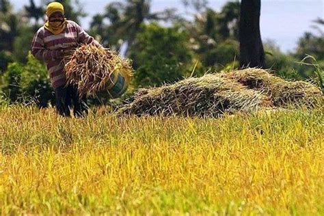 Second Quarter Palay Output Estimate Upgraded To 4 24 Million Mt