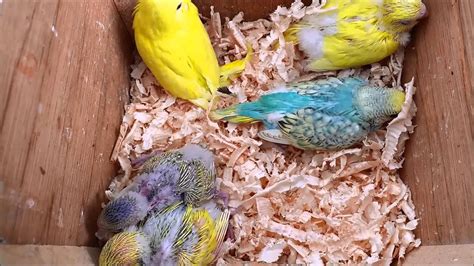 Budgie Breeding Box