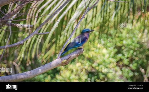 Indian Roller Coracias Benghalensis Beautiful Birds Of Thailand Stock