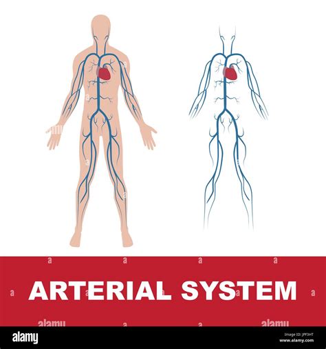 Vector Illustration Of Human Arterial System Isolated On White Heart