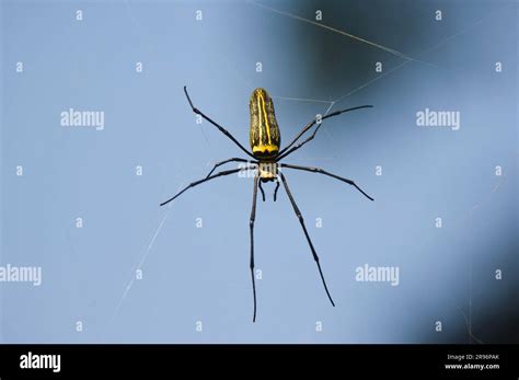 Giant Wood Spider Nephila Maculata Pench National Park Madhya