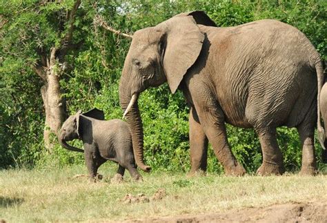 Bringing Awareness Of Poaching And Trafficking On World Elephant Day World Elephant Day