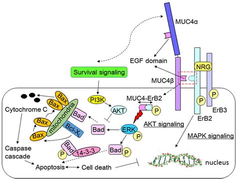 Cell Membrane Anchored Muc4 Promotes Tumorigenicity In Epithelial Carcinomas Oncotarget