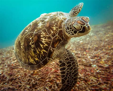 Experience Fun Dives In Lombok With Our Padi 5 Star Dive Resort Klook
