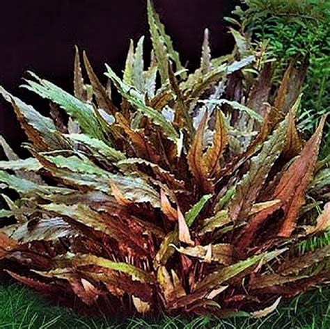 Cryptocoryne Wendtii Brown In Pot Middengrond Jarathana