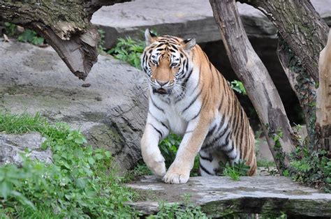 Tiger im Kölner Zoo - Creative Commons Bilder