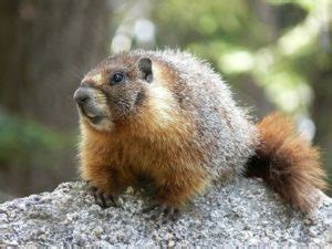 Yellow Bellied Marmot (Rock Chuck) Facts, Habitat, Diet, Pictures