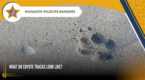 What Do Coyote Tracks Look Like? - Nuisance Wildlife Rangers