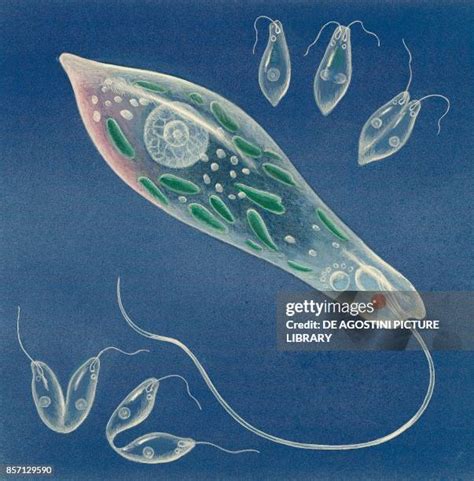 Unicellular Algae Photos and Premium High Res Pictures - Getty Images