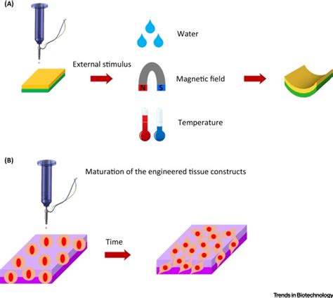 4d Bioprinting For Biomedical Applications Trends In Biotechnology