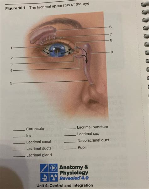 Solved Figure 16.1 The lacrimal apparatus of the eye. | Chegg.com