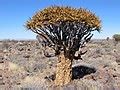 Aloidendron dichotomum - Wikimedia Commons