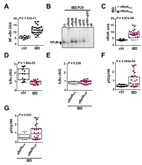 Heightened RelA Activity Correlates With Elevated Noncanonical NF B