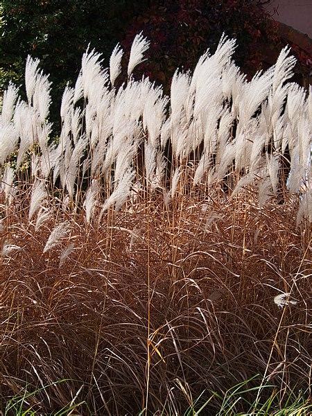 Miscanthus Sacchariflorus Arcangeli Gino Vivai Azienda Agricola