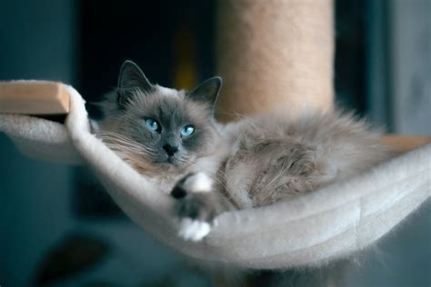 Best Hypoallergenic Cat Breeds: Top 5 Kitties Most Recommended By Experts