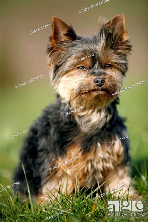 Mini Yorkshire Terrier, Stock Photo, Picture And Rights Managed Image ...