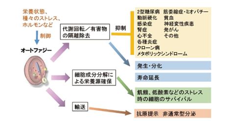 オートファジーを特異的に活性化する化合物の探索と創製 Exploration And Creation Of Compounds That