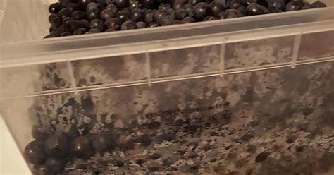 Blueberries Album On Imgur