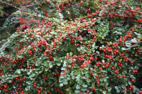 How To Grow And Care For Cotoneaster Shrubs Gardeners Path