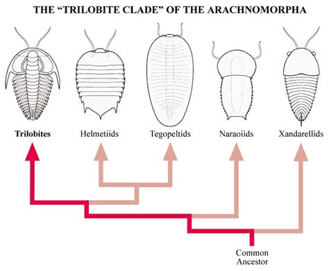 Only in the light of evolution | For the Sake of Science